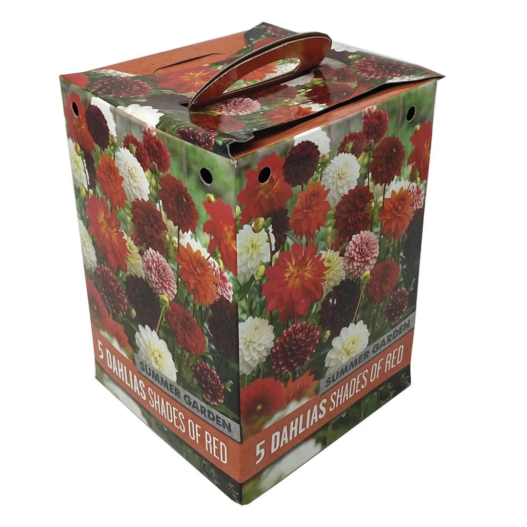 BOX 5 BULBI DI DAHLIA COLORE ROSSO