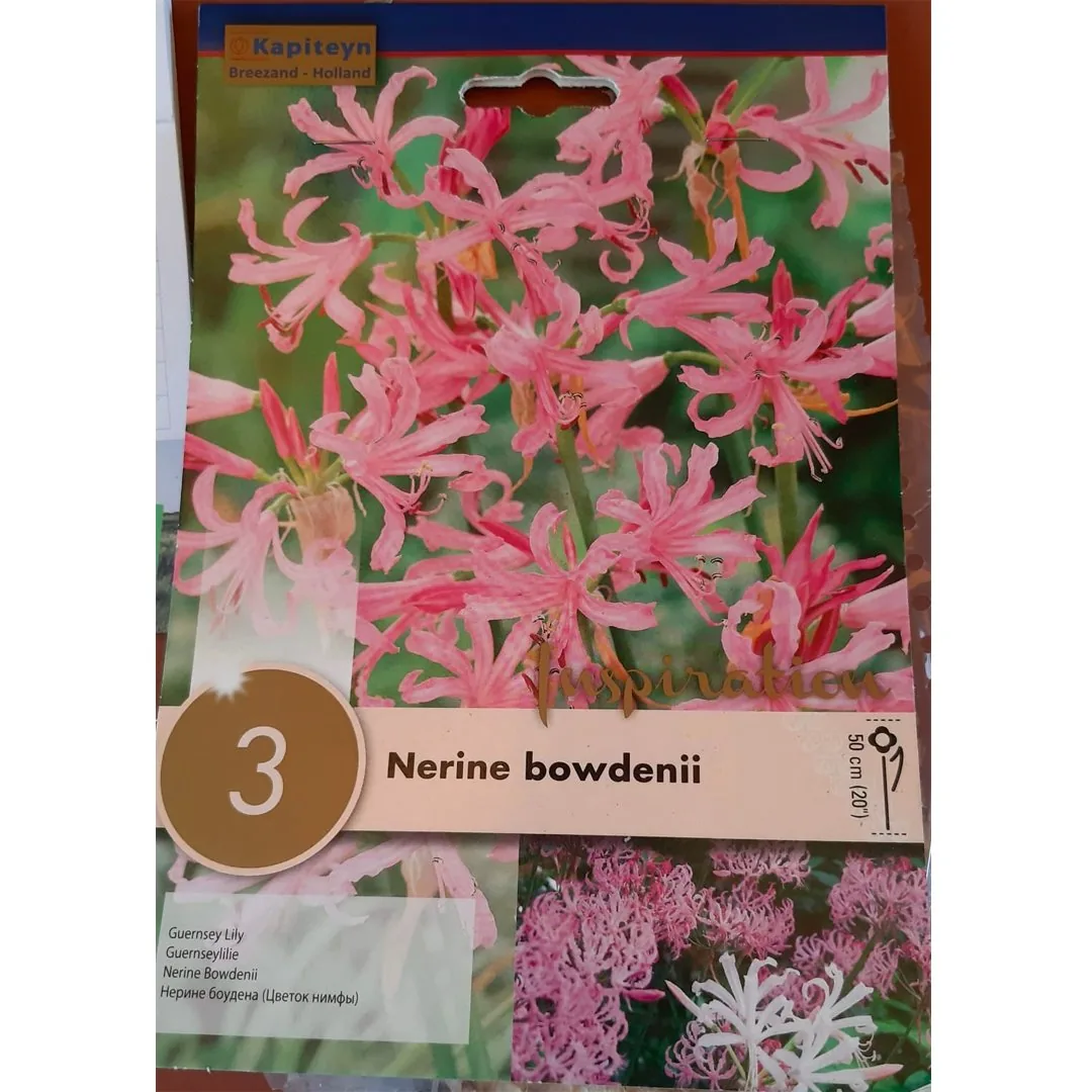 BULBI DI NERINE BOWDENII
